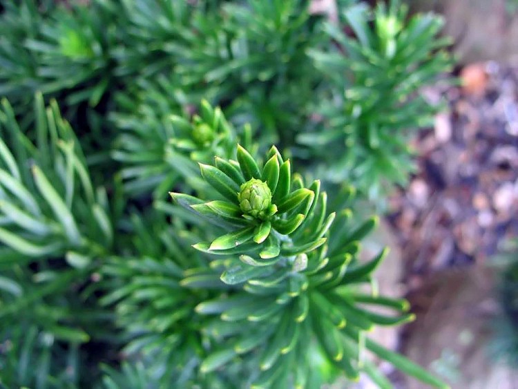 CEPHALOTAXUS HARRINGTONII FASTIGIATA