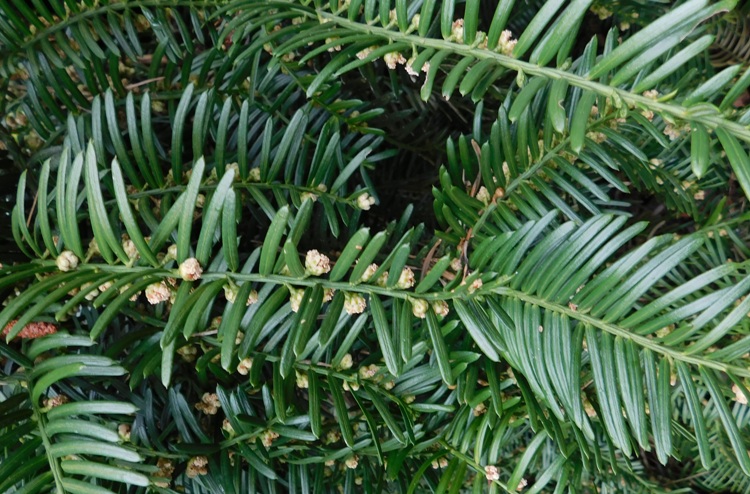 CEPHALOTAXUS HARRINGTONII FASTIGIATA