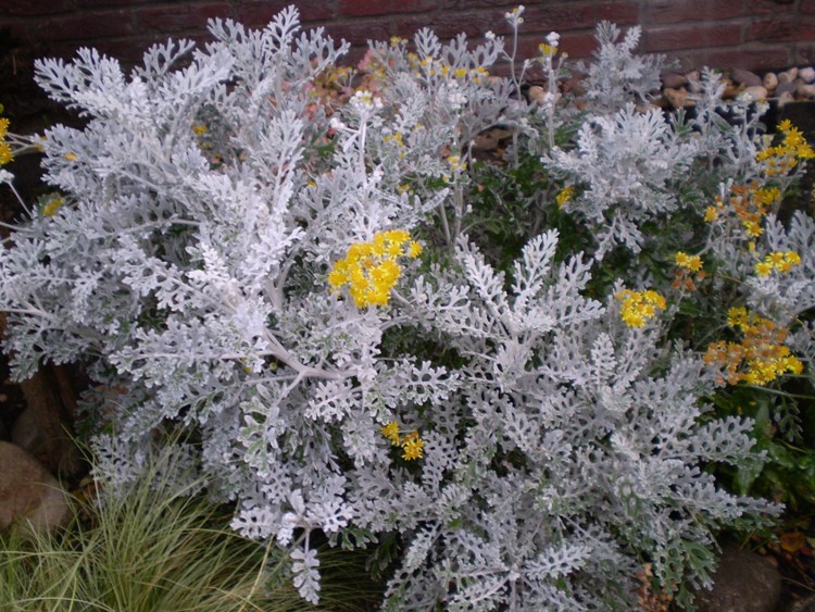 CINERARIA MARITTIMA