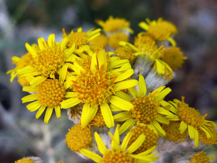 CINERARIA MARITTIMA