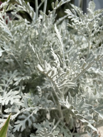 CINERARIA MARITTIMA
