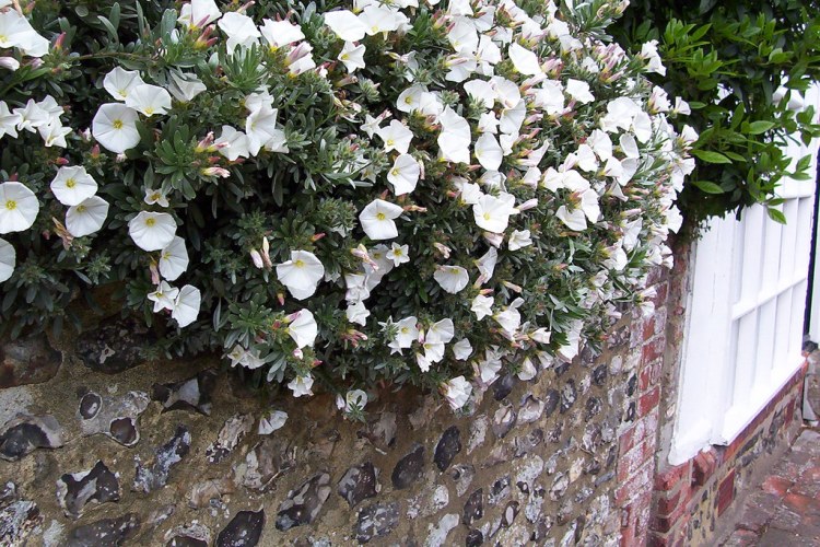 CONVOLVULUS CNEORUM