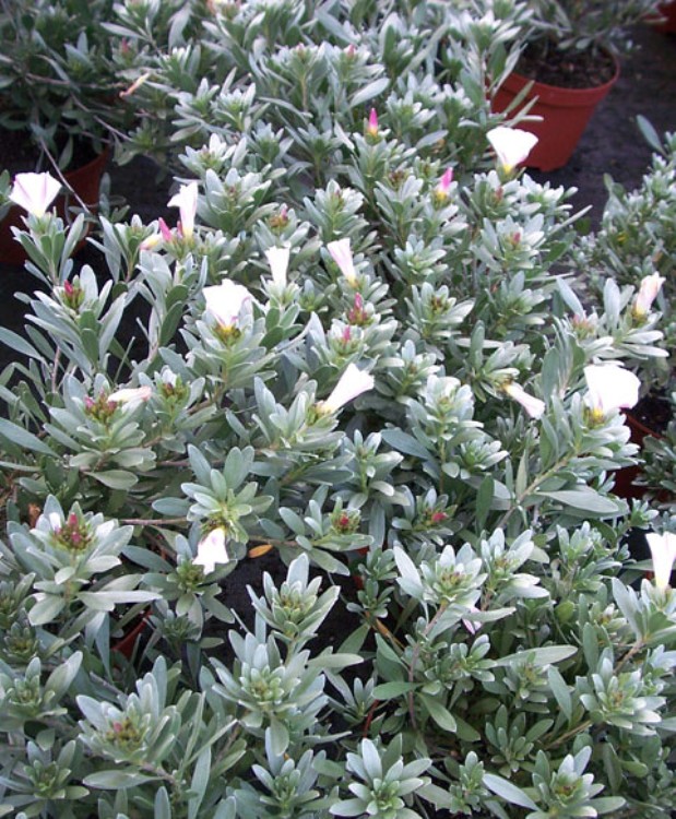 CONVOLVULUS CNEORUM