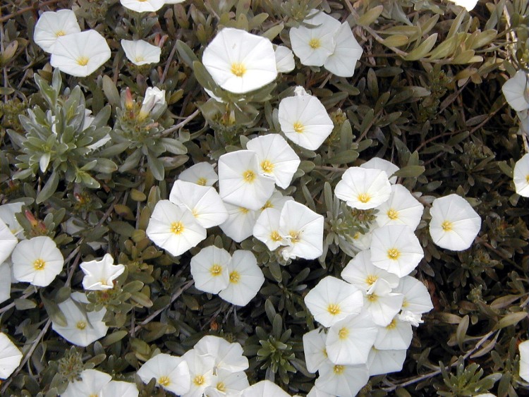 CONVOLVULUS CNEORUM