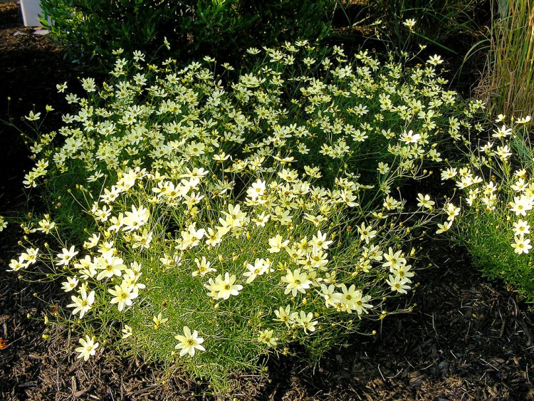 COREOPSIS VERTICILLATA MOONBEAM