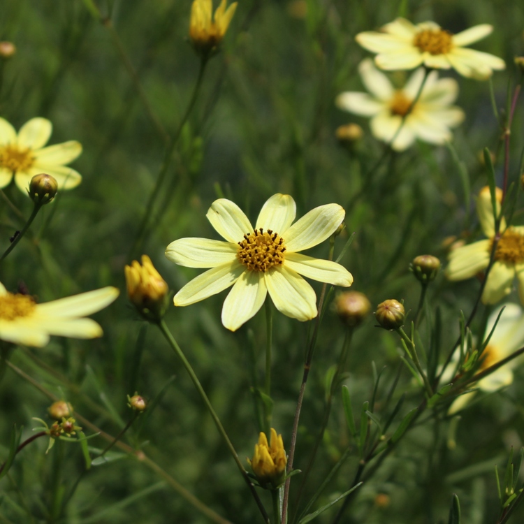 COREOPSIS VERTICILLATA MOONBEAM