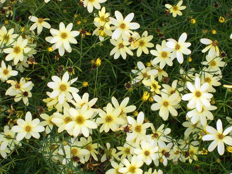 COREOPSIS VERTICILLATA MOONBEAM
