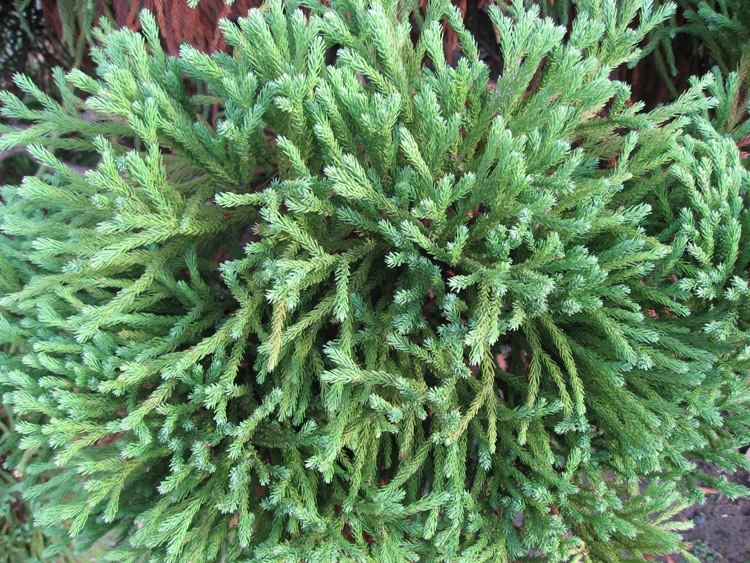 CRYPTOMERIA JAPONICA GLOBOSA NANA