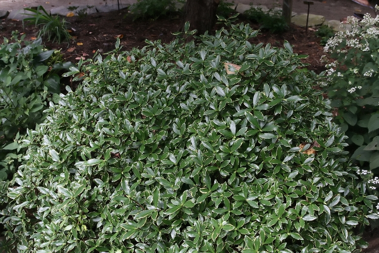 DAPHNE ODORA AUREOMARGINATA