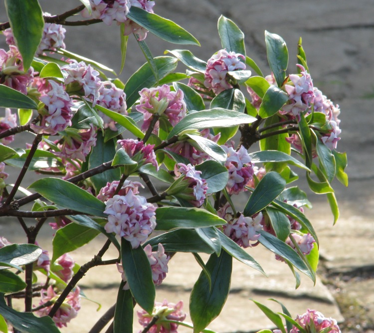DAPHNE ODORA AUREOMARGINATA