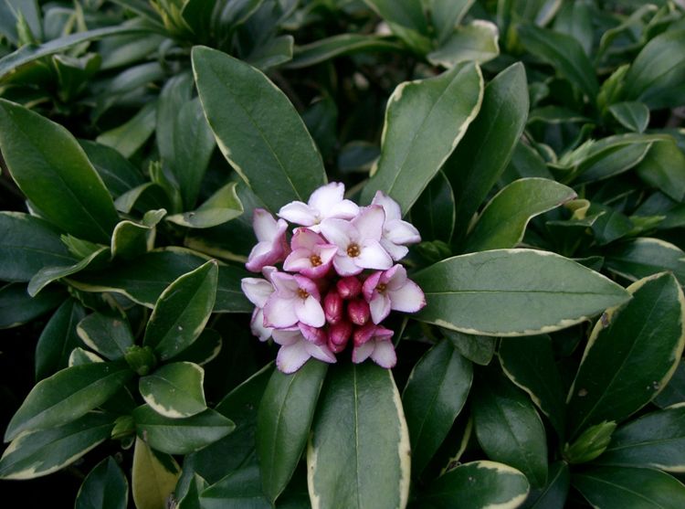 DAPHNE ODORA AUREOMARGINATA