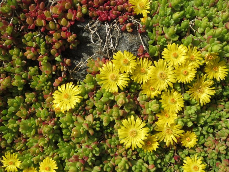 DELOSPERMA NUBIGENUM