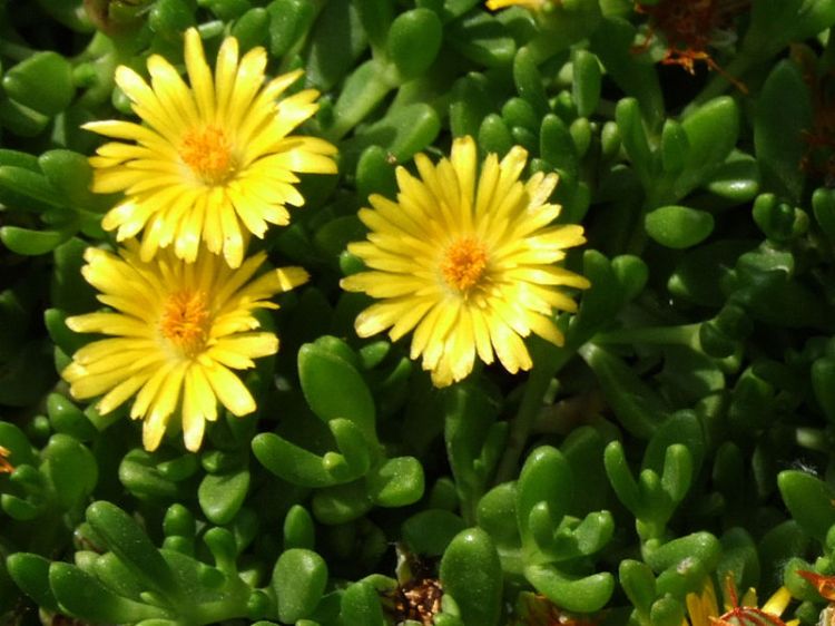 DELOSPERMA NUBIGENUM