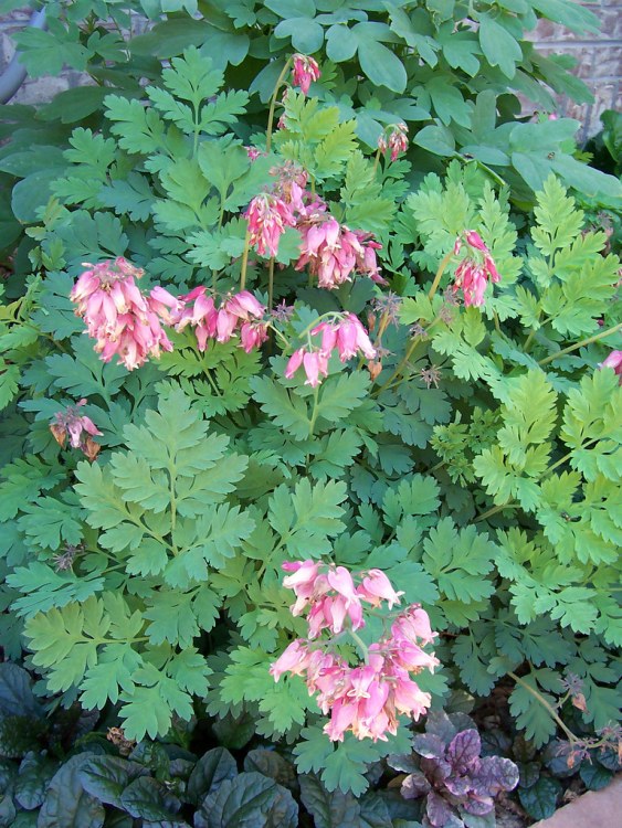 DICENTRA EXIMIA