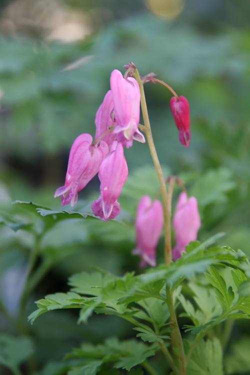 DICENTRA EXIMIA