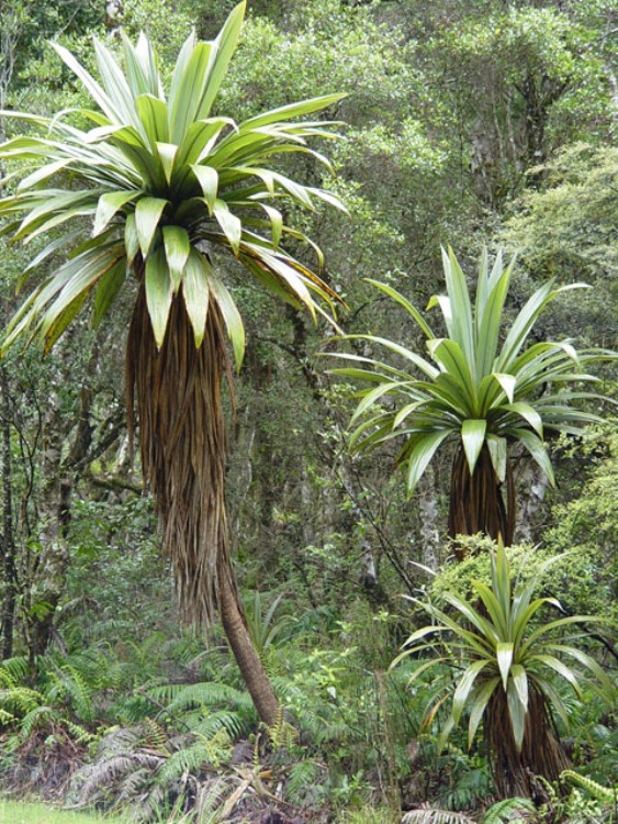 CORDYLINE INDIVISA (DRACAENA)