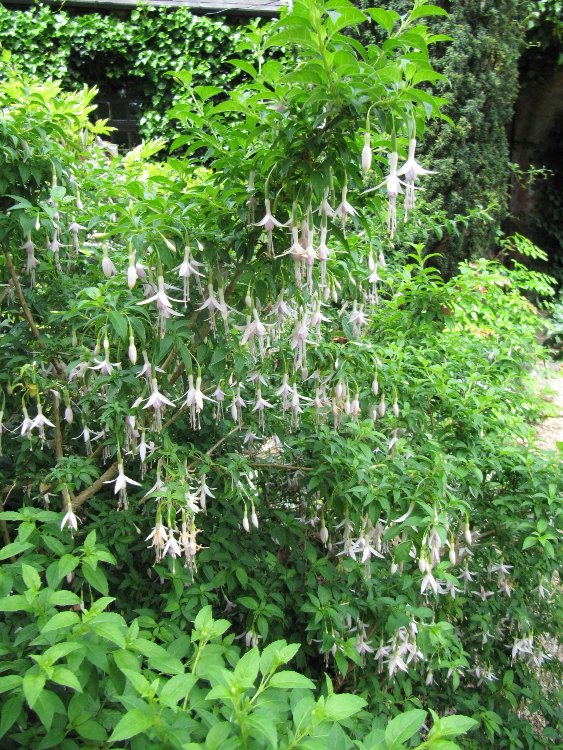 FUCHSIA MAGELLANICA ALBA