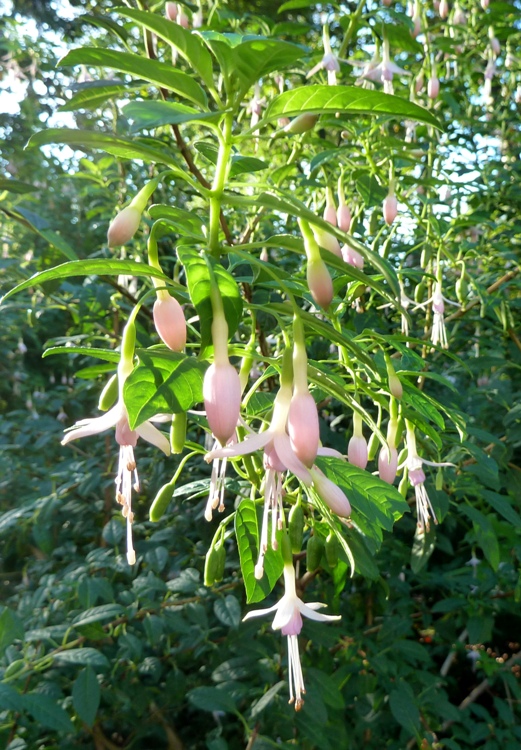 FUCHSIA MAGELLANICA ALBA