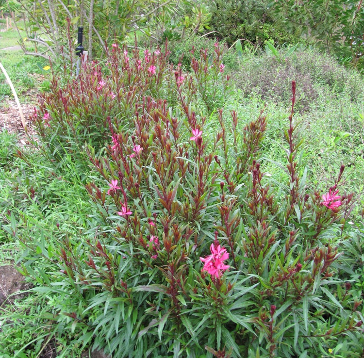 GAURA LINDHEIMERI ROUGE COMPACT