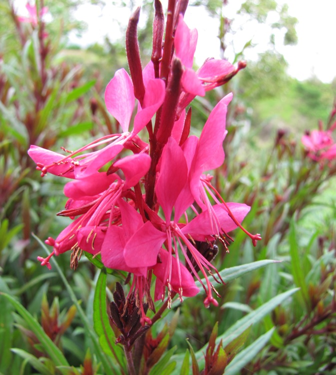 GAURA LINDHEIMERI ROUGE COMPACT