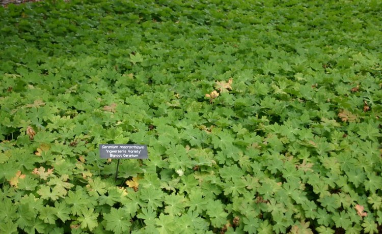 GERANIUM MACRORRHIZUM INGWERSEN