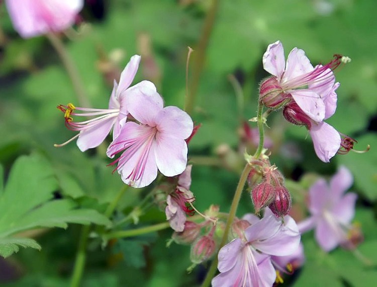GERANIUM MACRORRHIZUM INGWERSEN