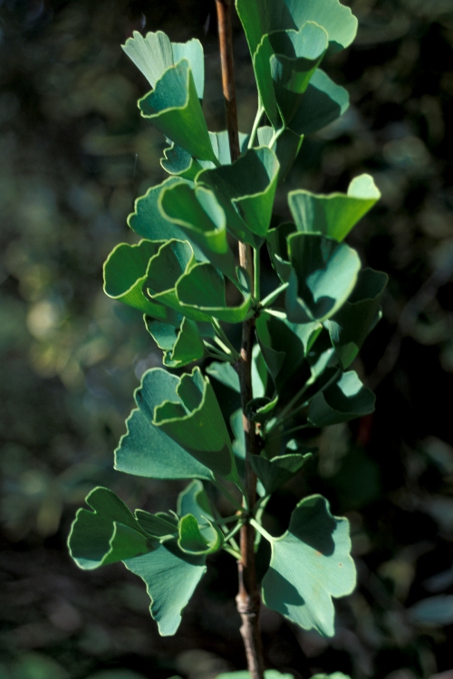 GINKGO BILOBA OBELISK