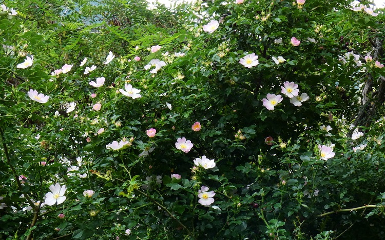 ROSA CANINA