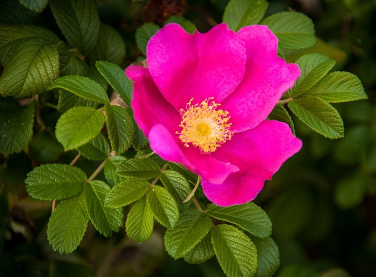 ROSA CANINA