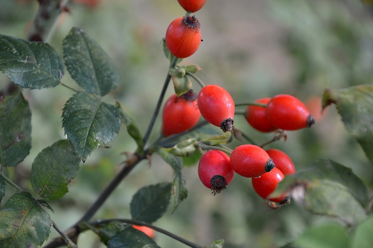 ROSA CANINA