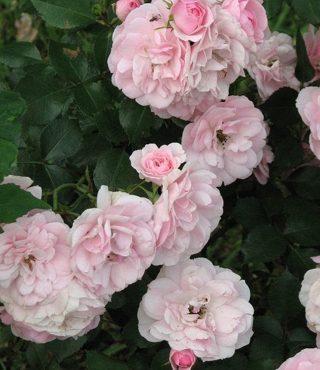 ROSA BONICA