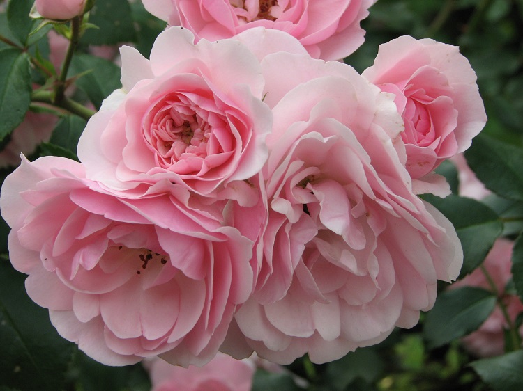 ROSA BONICA