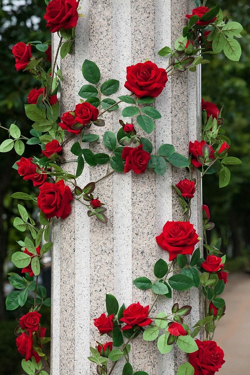 ROSA RAMPICANTE G.F. PAPA MEILLAND