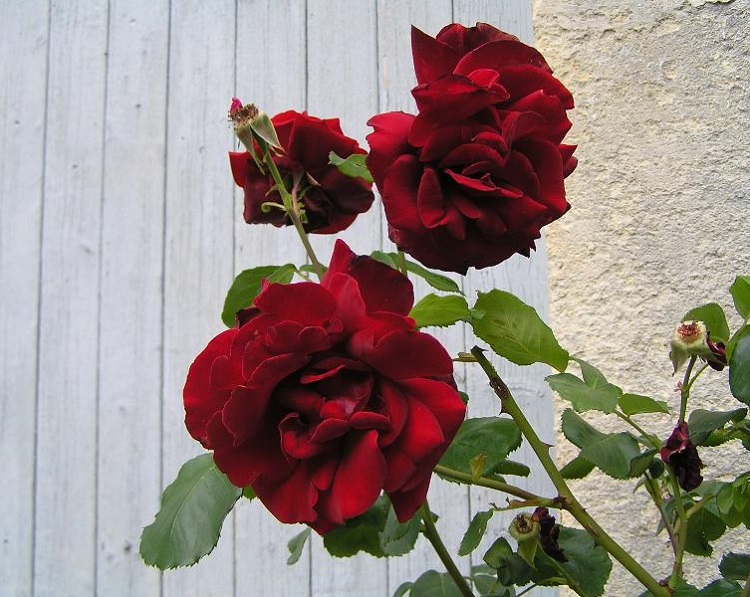 ROSA RAMPICANTE G.F. PAPA MEILLAND