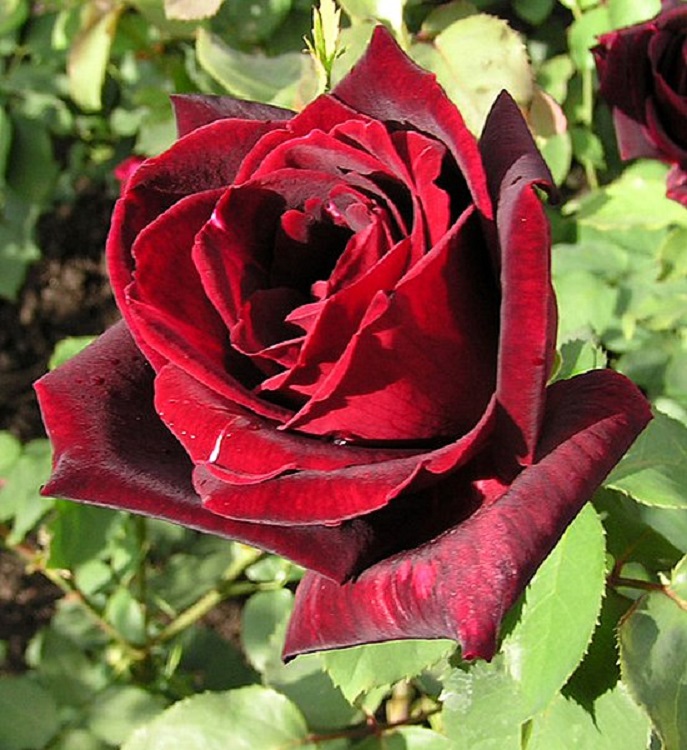 ROSA RAMPICANTE G.F. PAPA MEILLAND
