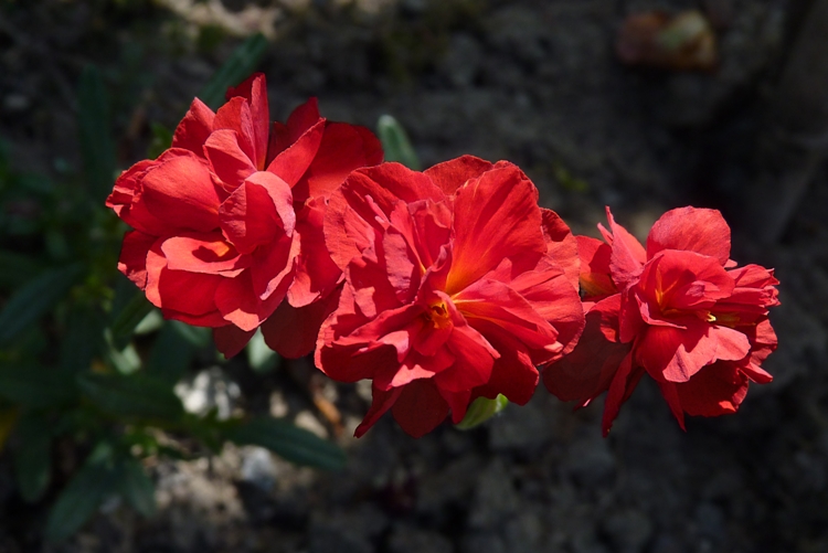 HELIANTHEMUM X AMABILE PLENUM