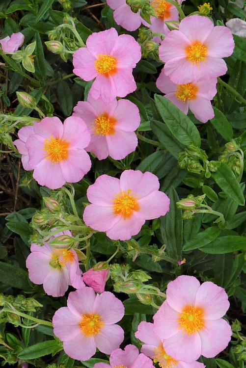HELIANTHEMUM X LAWRENSONS PINK