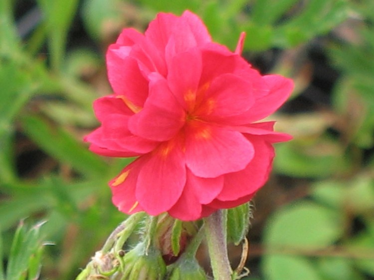 HELIANTHEMUM X RUBIN