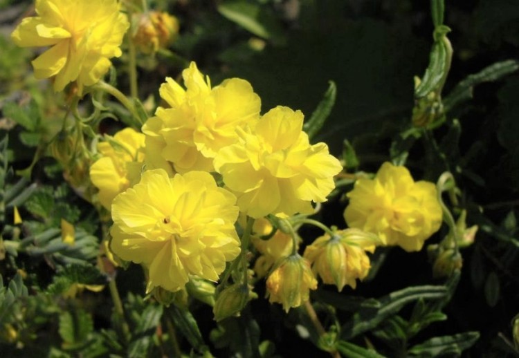 HELIANTHEMUM X GELBE PERLE