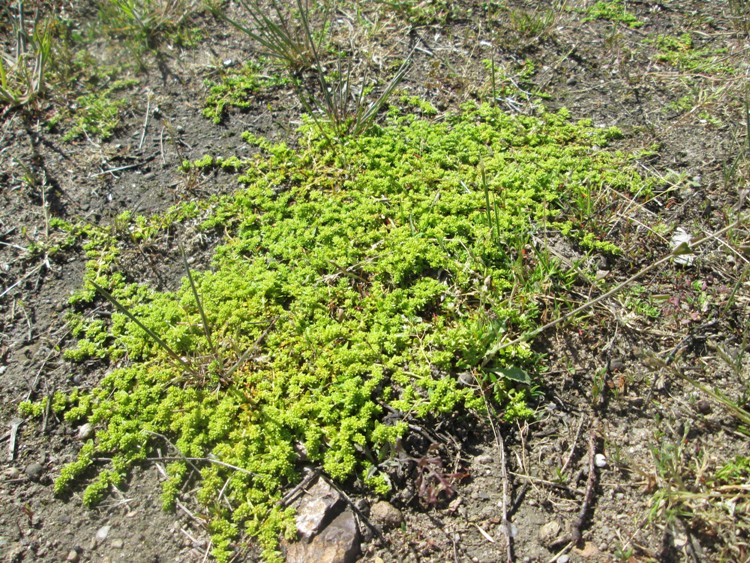 HERNIARIA GLABRA