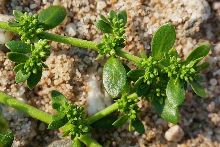 HERNIARIA GLABRA
