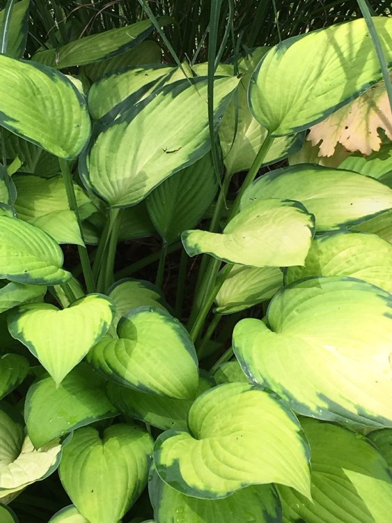 HOSTA FORTUNEI ALBOPICTA