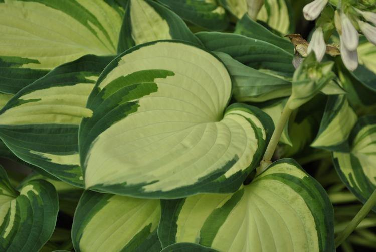 HOSTA FORTUNEI ALBOPICTA