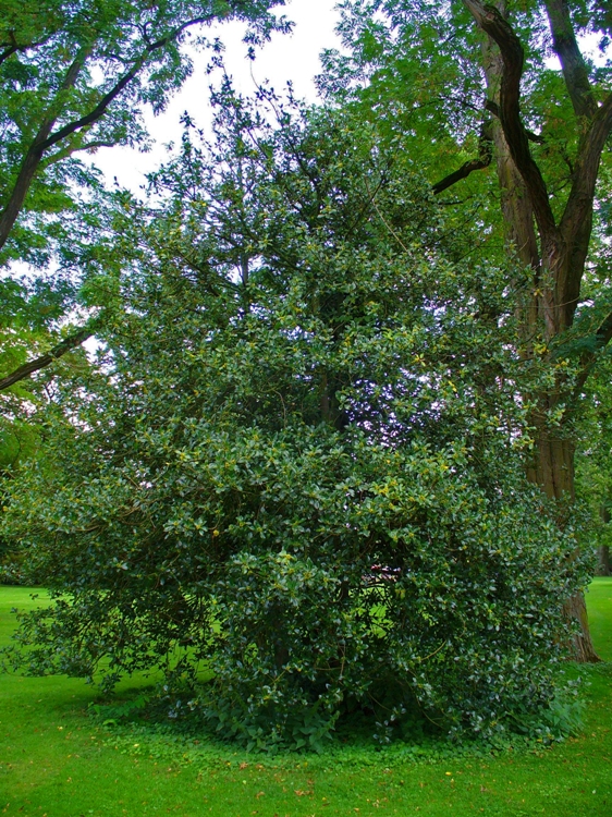 ILEX AQUIFOLIUM