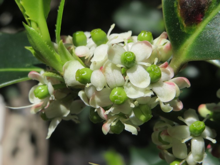 ILEX AQUIFOLIUM