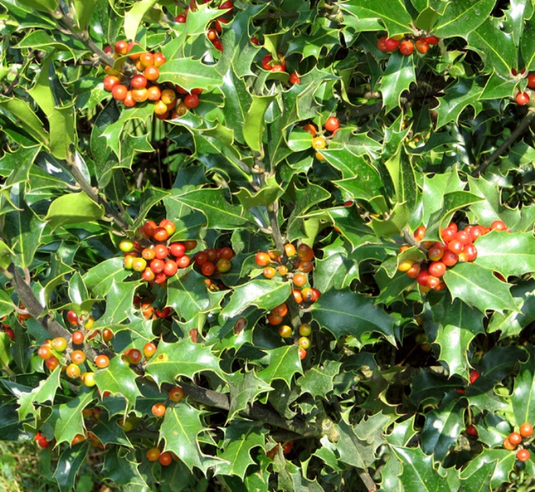 ILEX AQUIFOLIUM