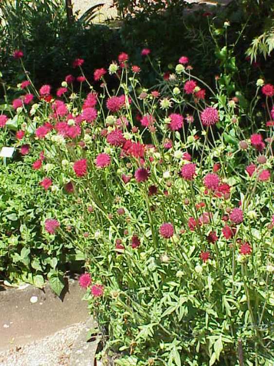 KNAUTIA MACEDONICA