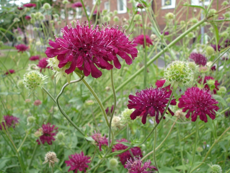 KNAUTIA MACEDONICA