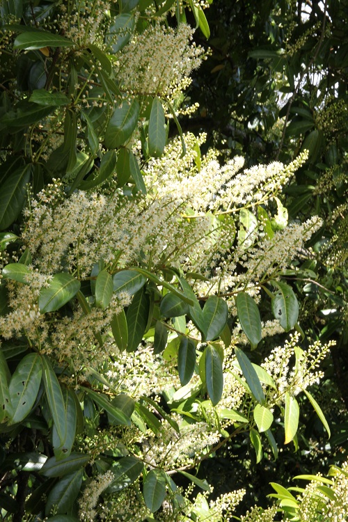 PRUNUS LAUROCERASUS CAUCASICA