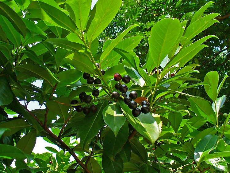 PRUNUS LAUROCERASUS CAUCASICA